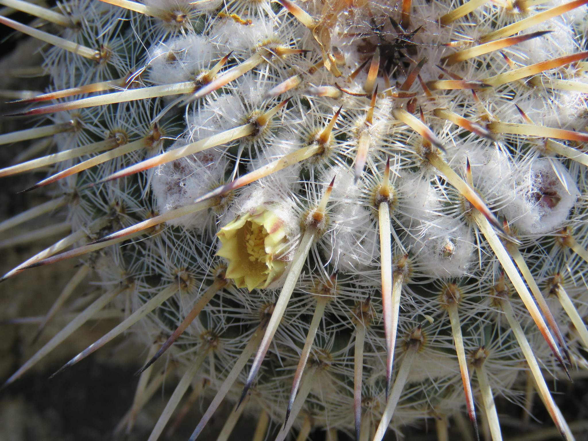 Mammillaria parkinsonii  iNaturalist
