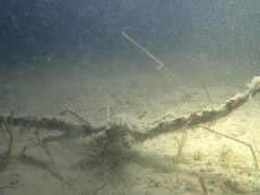 Inachus communissimus