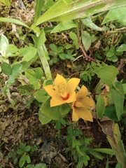 Lysimachia christinae