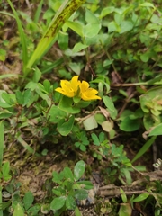 Lysimachia christinae