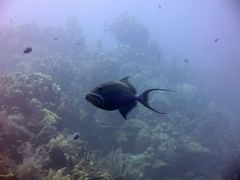 Balistes vetula