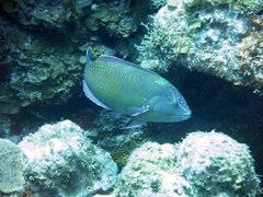 Halichoeres radiatus