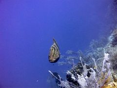 Epinephelus striatus