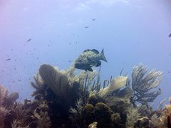 Mycteroperca bonaci