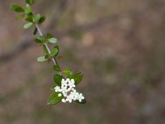 Viburnum obovatum
