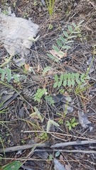 Gueldenstaedtia verna