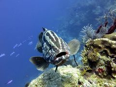Epinephelus striatus