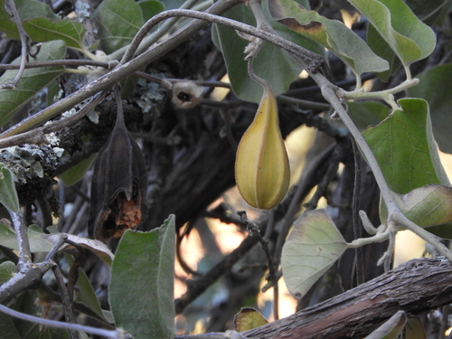 Isotrema californicum