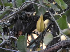 Isotrema californicum