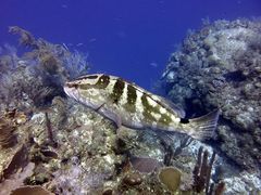 Epinephelus striatus