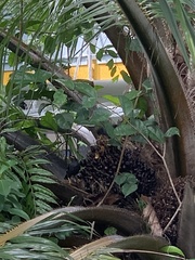 Acridotheres javanicus