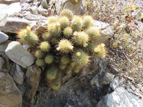 Gold Lace Cactus