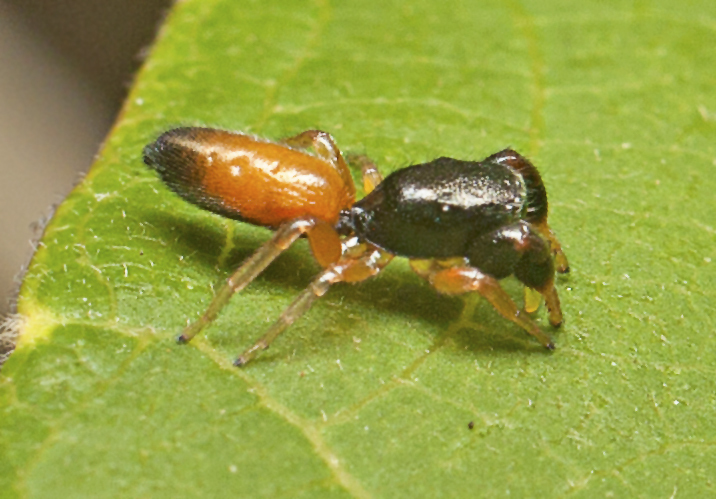 Judy and Alan's Ant Mimic