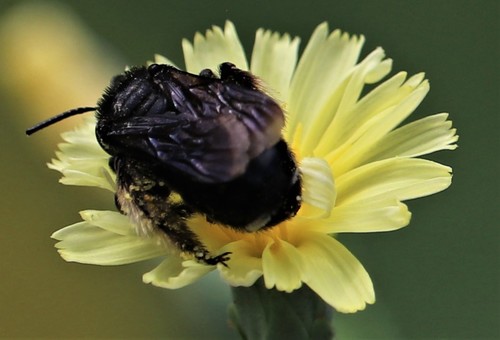 Melissodes bimaculatus image