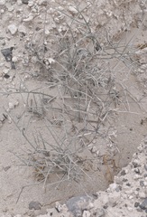 Ephedra funerea