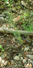 Amsonia hubrichtii