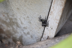 Phidippus audax