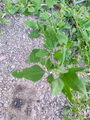 Chenopodium album