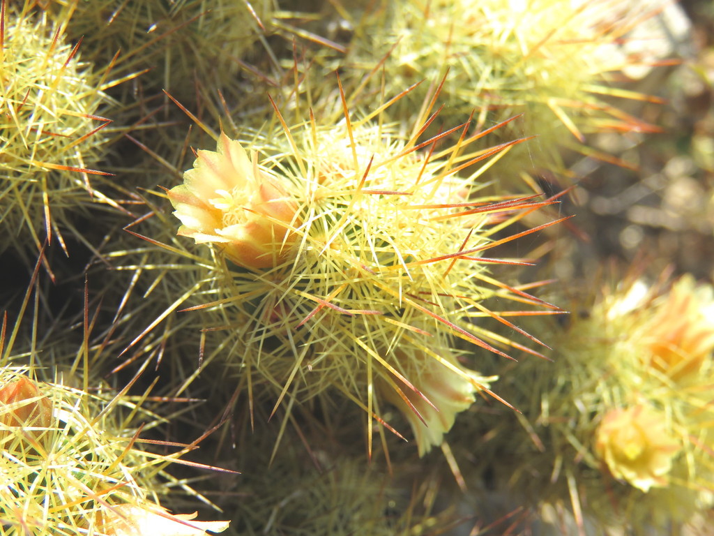 Mammillaria elongata — an easy houseplant, prefers full sun light