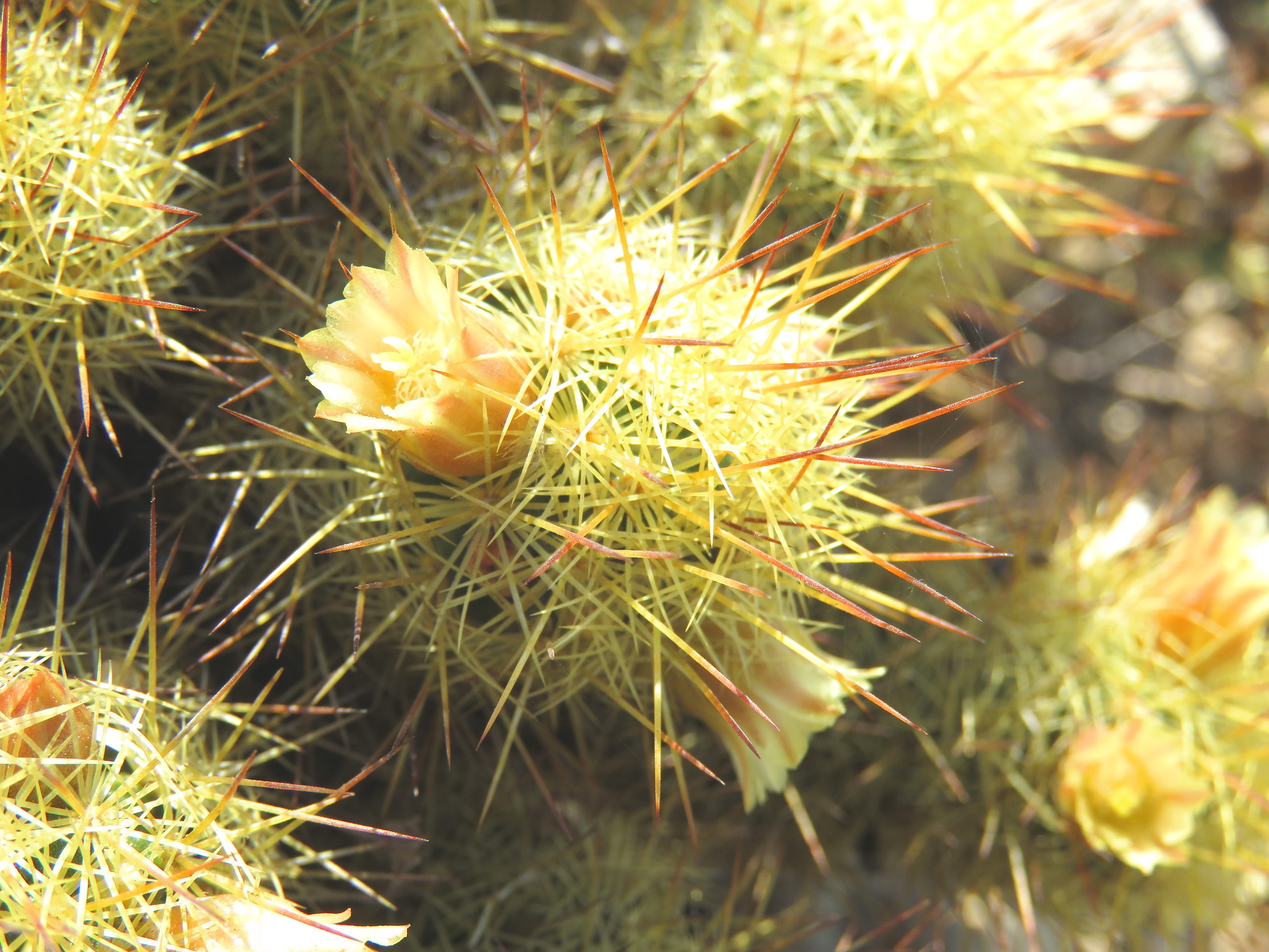 Mammillaria elongata