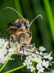 Trigonarthris subpubescens
