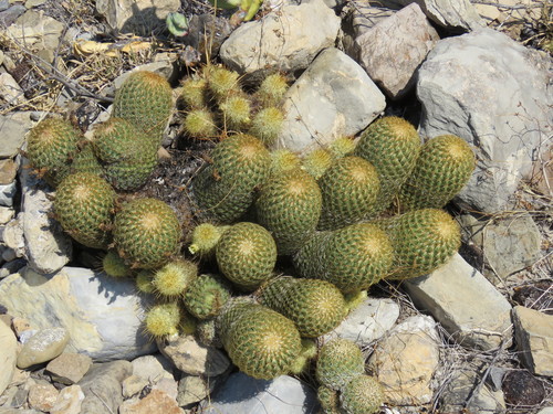 Coryphantha erecta