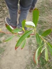 Salix lasiolepis