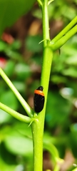 Phymatostetha deschampsi