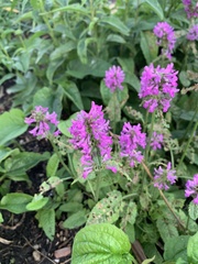 Stachys palustris