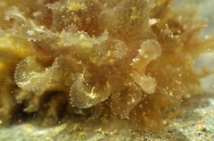 Polybranchia schmekelae