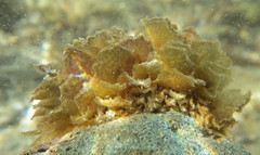 Polybranchia schmekelae