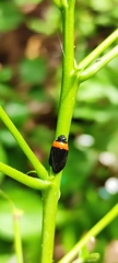 Phymatostetha deschampsi