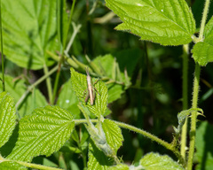 Pseudochorthippus curtipennis