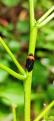 Phymatostetha deschampsi