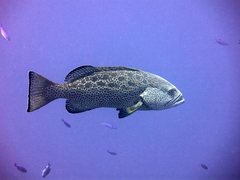 Mycteroperca venenosa