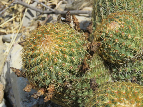 Coryphantha erecta
