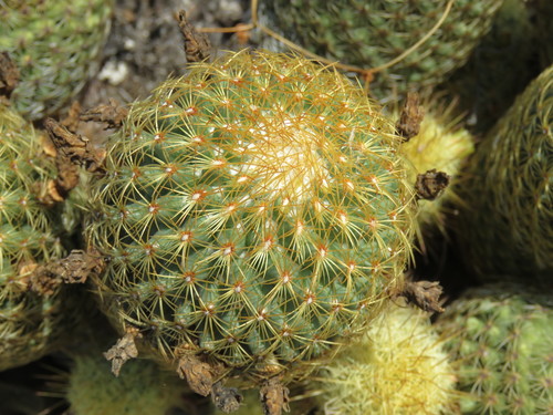 Coryphantha erecta