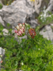 Anthyllis vulneraria pulchella