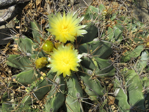 Parrycactus echidne