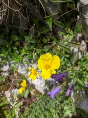 Helianthemum oelandicum orientale