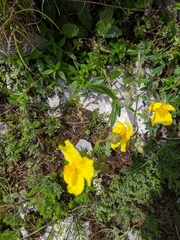 Helianthemum oelandicum orientale
