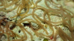 Stylocheilus polyomma