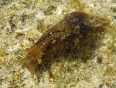 Stylocheilus polyomma