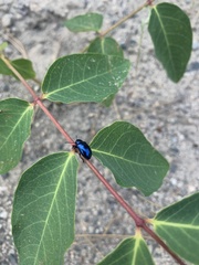 Chrysochus cobaltinus