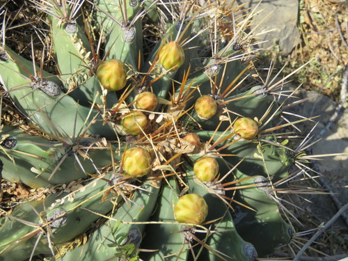 Image of Ferocactus echidne by (c) Alexis López Hernández, some rights reserved (CC BY)