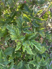 Rubus ursinus macropetalus