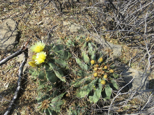 Image of Ferocactus echidne by (c) Alexis López Hernández, some rights reserved (CC BY)