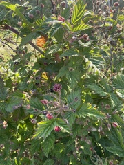 Rubus ursinus macropetalus