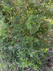 Rubus ursinus macropetalus