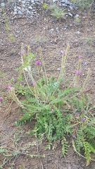 Oxytropis sylvatica